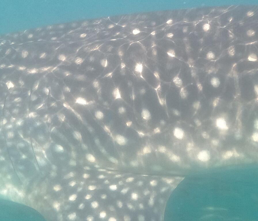 0833010f-053a-400e-a3d5-7e5a0b98ea94