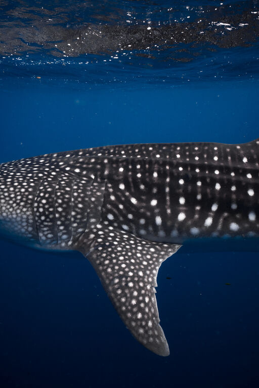 223cf800-31dc-4628-bf0c-dc4b07aeebda