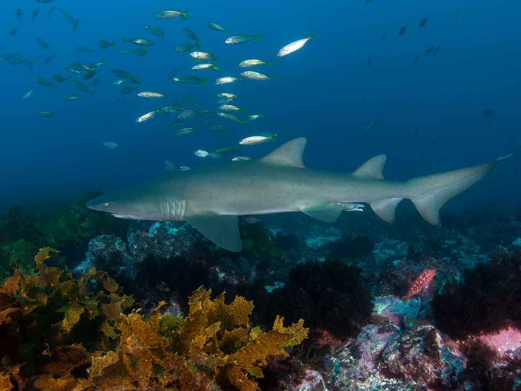 09932c54-b14c-4aa8-9172-b46f1219708a