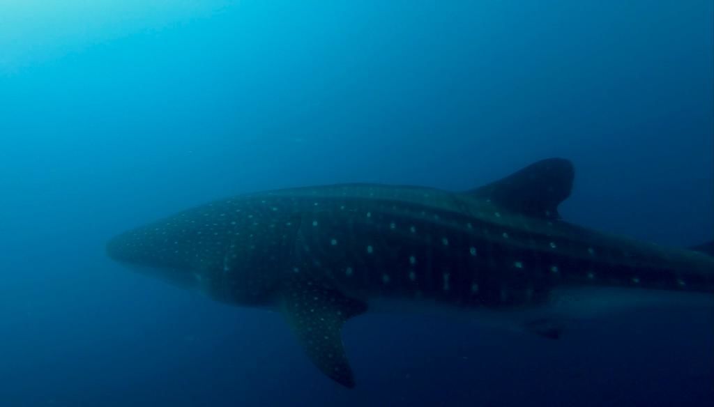 aa2a407c-0e64-4362-b943-198d81caa0b8