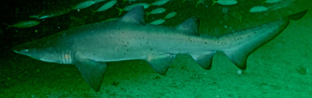 fcdc94d6-a4d9-4f30-b94c-da934531f0ef