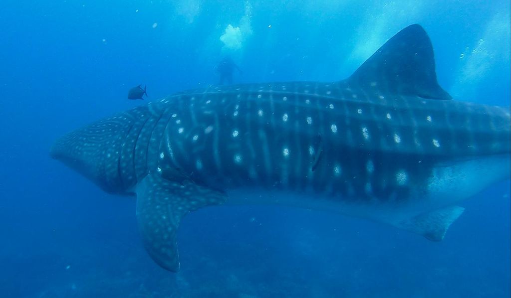 233bab25-d7a1-42a5-90c0-fbb10d6d6631