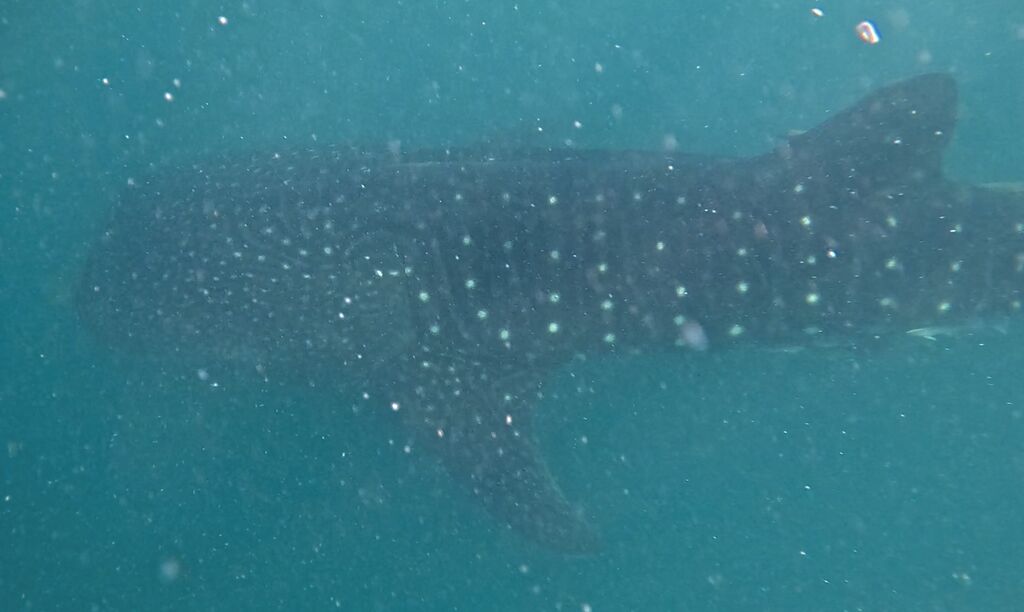 27409874-e2eb-4b5e-ae02-5ba57bddc855