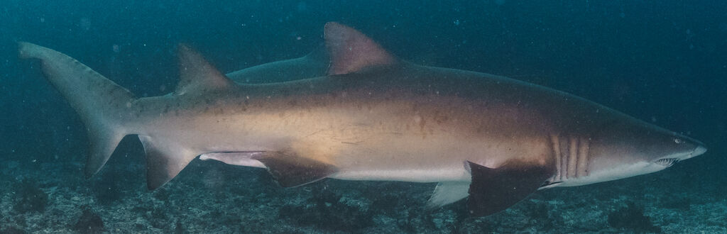 43189c9a-e0bb-4f3a-b758-621913a2224a