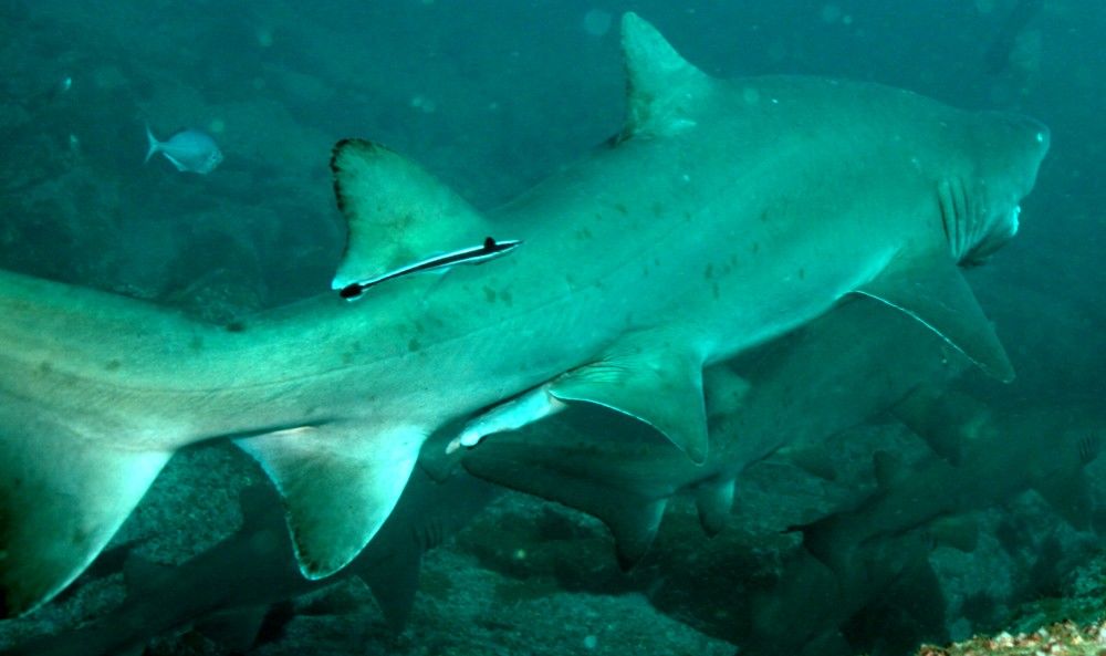 646e0f79-66f5-4577-bfa2-0ce21aade9f5