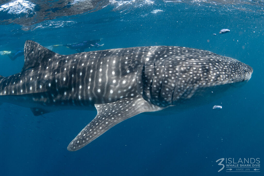 c12a68ae-8a6d-45ae-ba92-7837baefcbc6