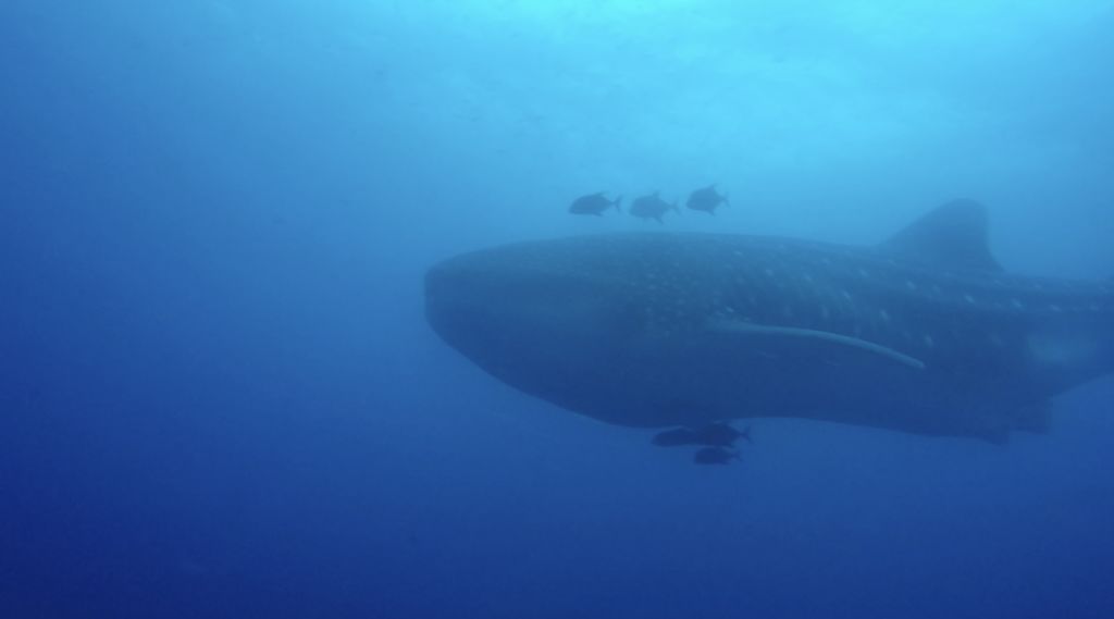 20fd8385-faca-4f96-a5db-ed459df3ccb0