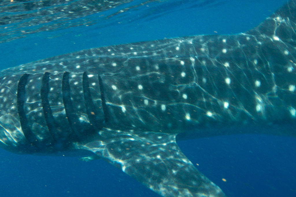 9be73e0e-6bed-4352-bd00-c21e01ba4c72