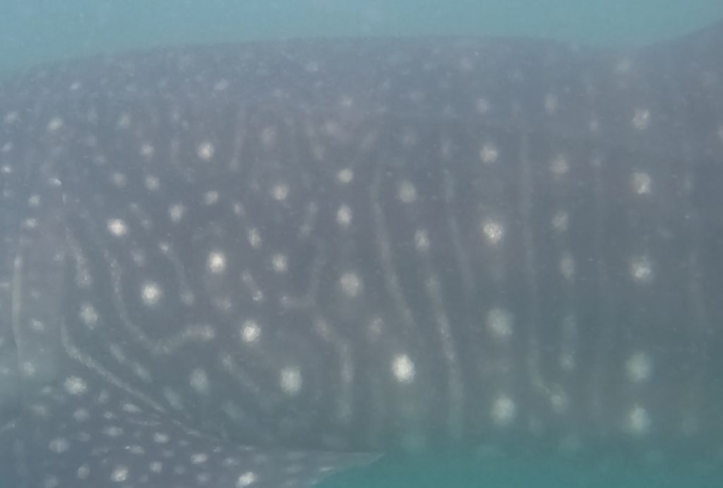 1e6f1849-a027-449f-820a-110bdff8dc40