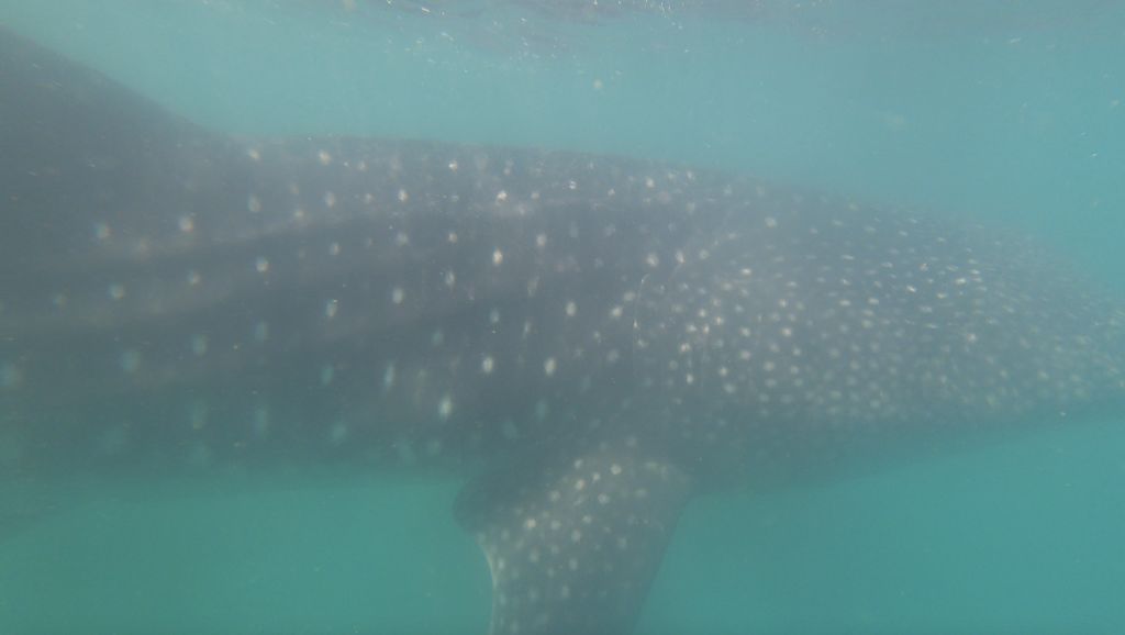 cbed03fc-41e4-4410-a799-048c76c7fa08