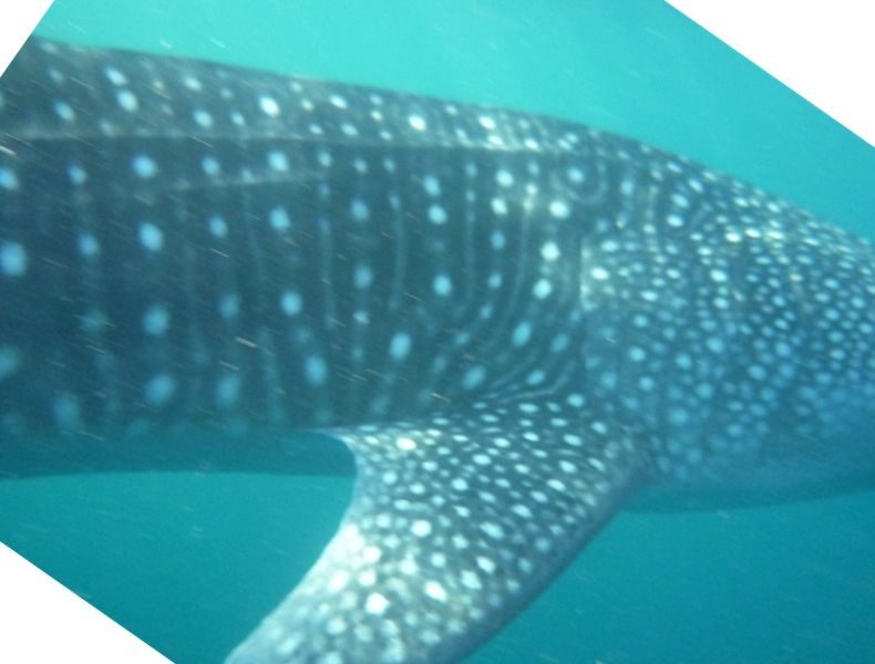 7784992f-0d75-401c-bc44-12f78cb84ab2