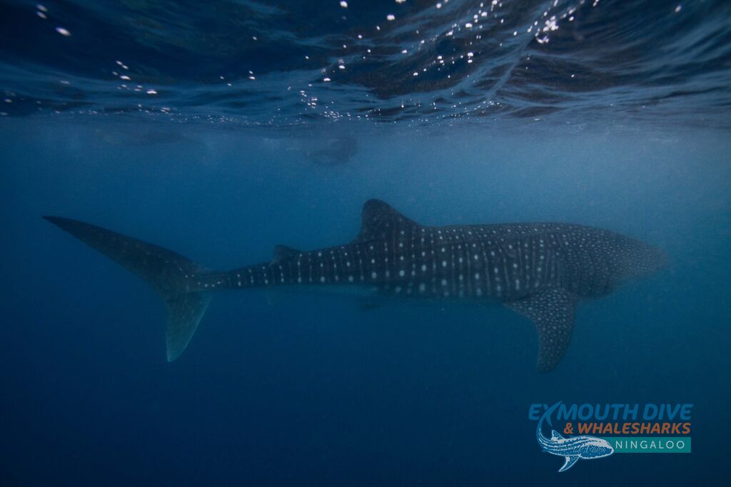 481ed261-8f45-4e7d-87ea-0a876ff5aaa5