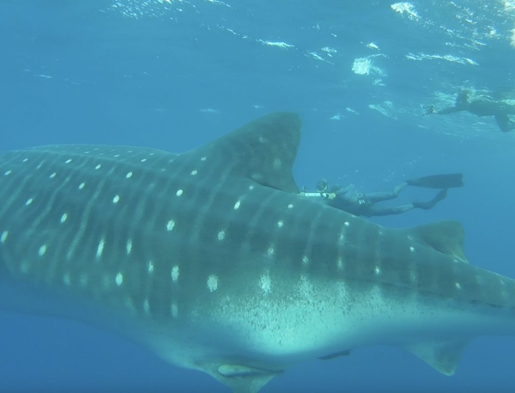 11153e33-643c-4d72-8d70-876f49dc3215