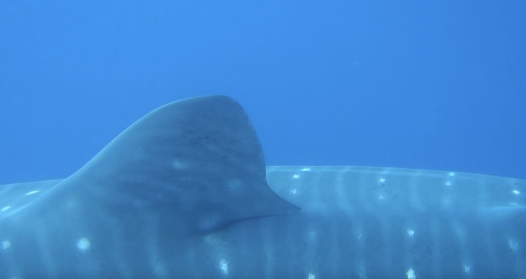 11153e33-643c-4d72-8d70-876f49dc3215