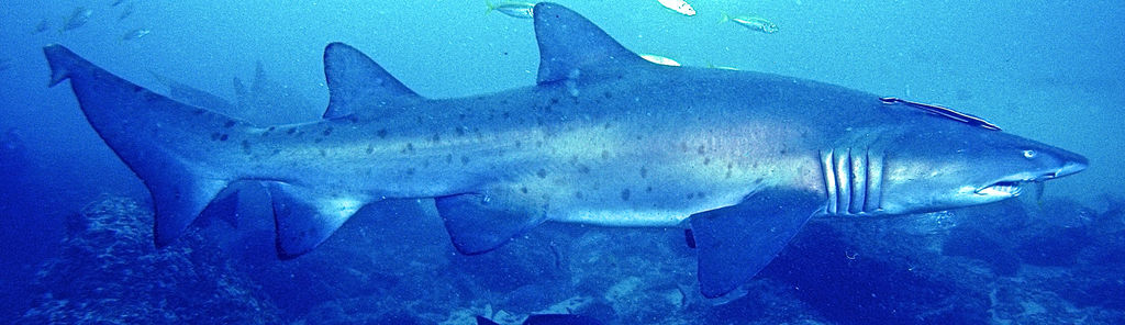 1e7ecb99-f27d-45a2-b183-d7d977414948