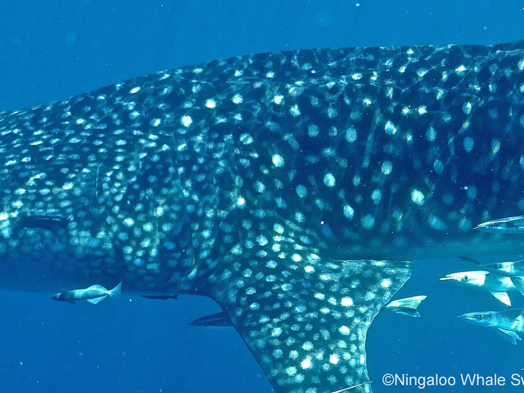 c1c28a67-fe2b-498c-a71f-43e7e0ee7808