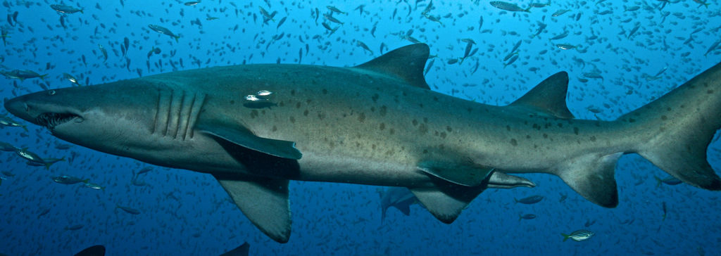 6ce3cb50-3744-41a8-a03a-75aac1f05efb