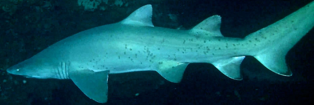 55df681f-d5e6-4c99-93d9-aa466be323c7