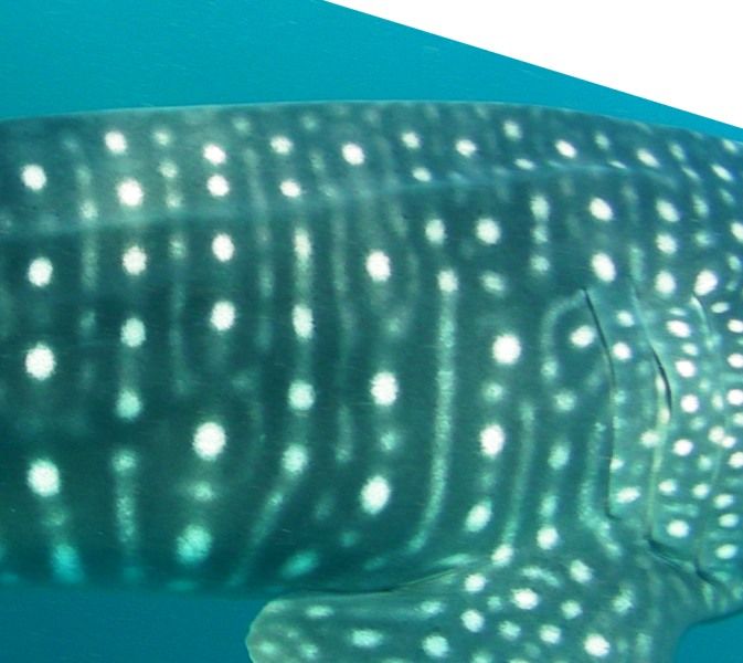 e6a8f05e-fff2-44bd-9950-d6e73af3abcb