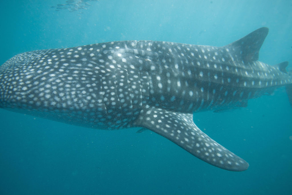 4bb3bae0-cafc-45e7-b94b-7f4d71f3a0aa