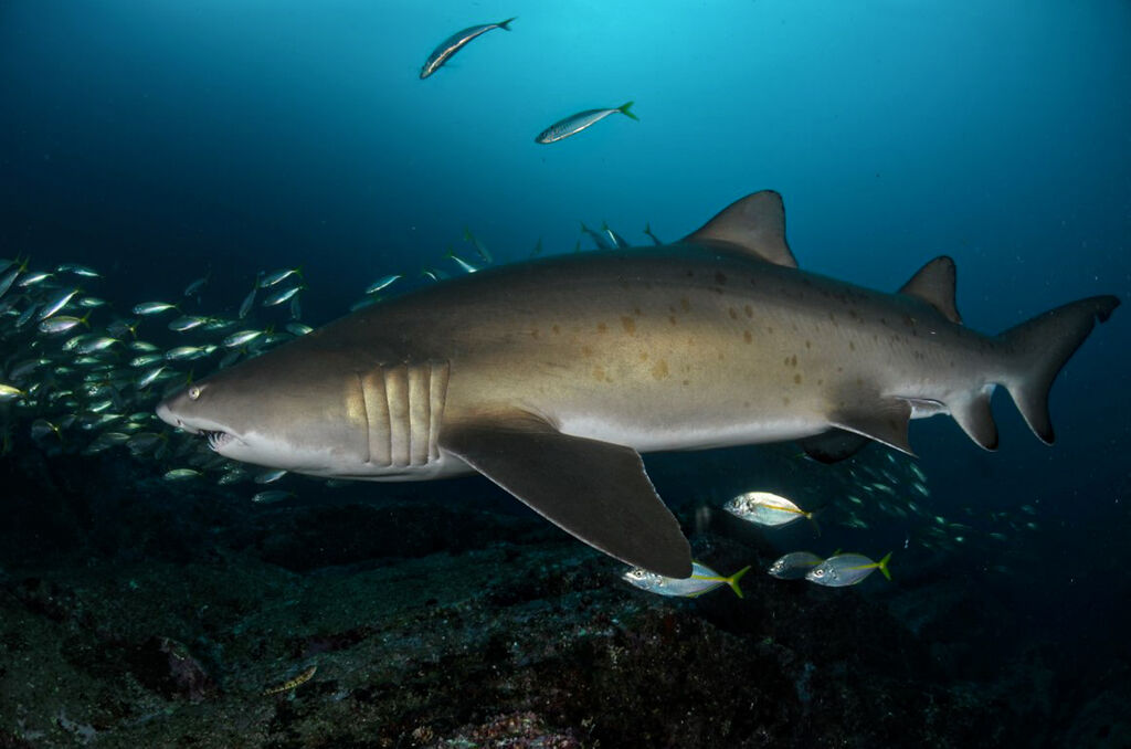 52495bbc-8a98-4c8a-9c18-2dcf3b3abaca