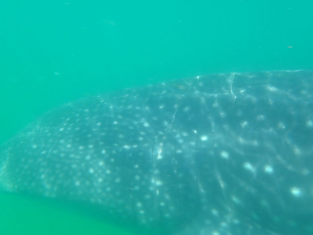 aa58f4b5-42bf-4824-99c2-f806ff551c26