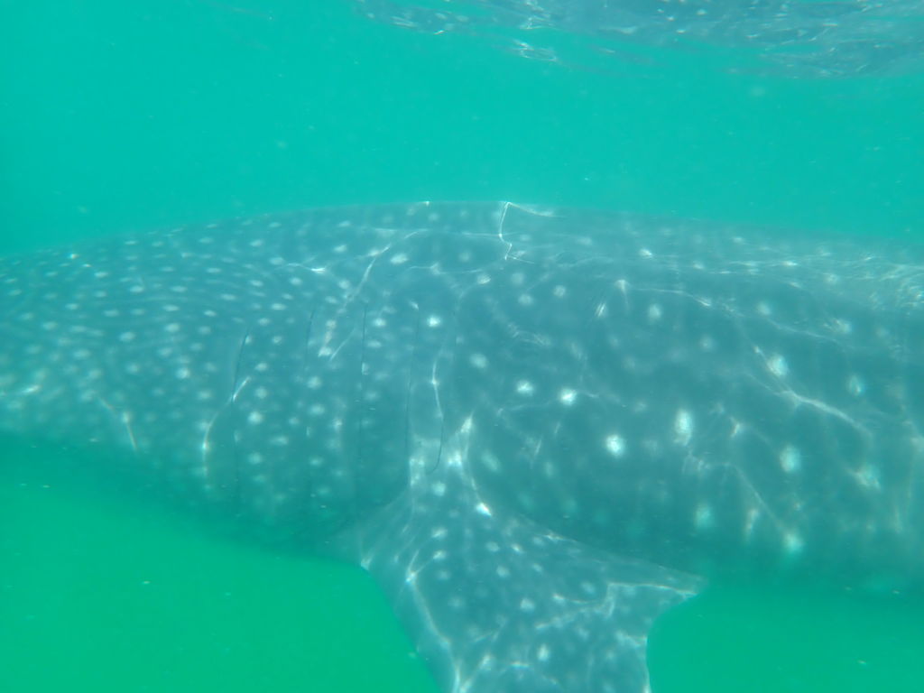 aa58f4b5-42bf-4824-99c2-f806ff551c26