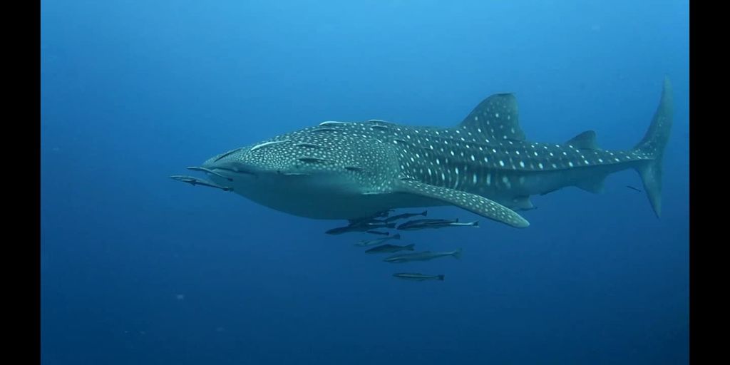 53915ccc-f236-49e6-9ec3-fffce953e78d