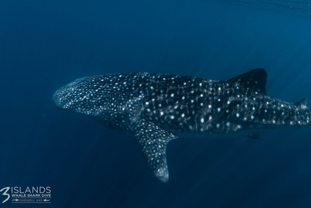 fcf6dd2d-ae46-4c20-9dfa-9f1b9f83f6a4