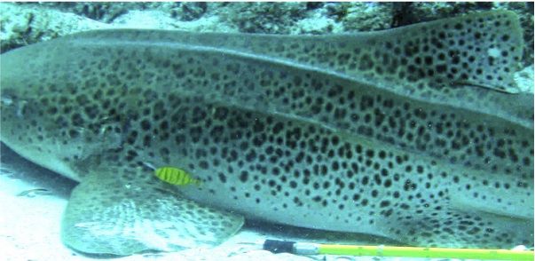 9a7250a1-4a1b-4f5c-922f-b815b390d079