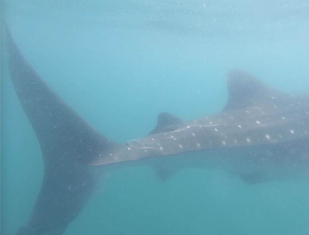 e558e509-73b1-4146-b5a0-aa47af893f94