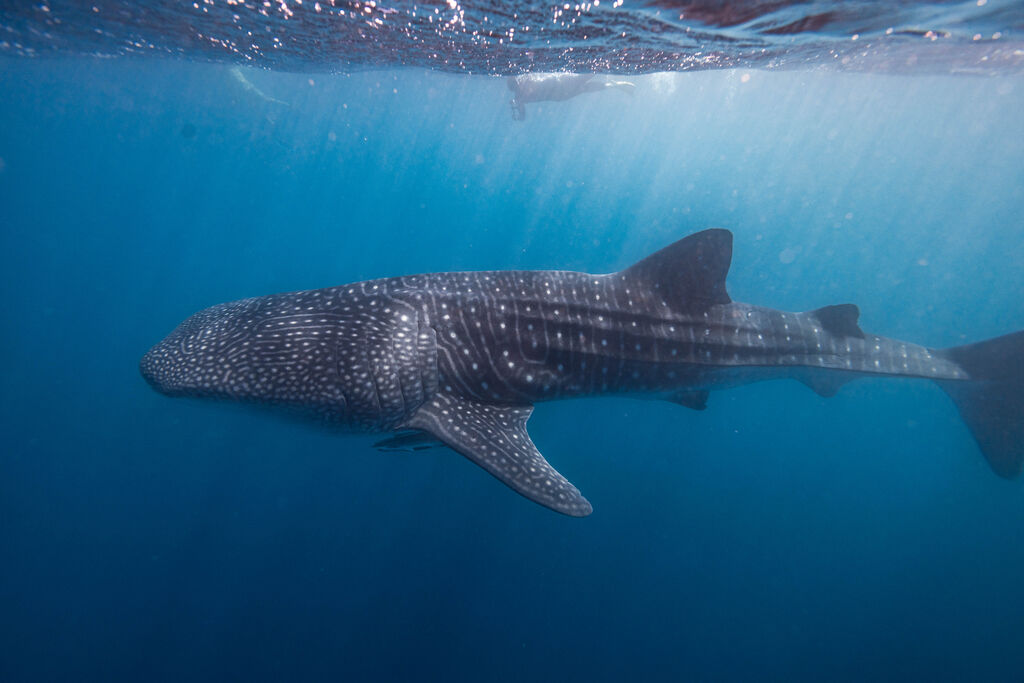 69ab9c61-7cac-4b30-973e-e781a16e1d9a