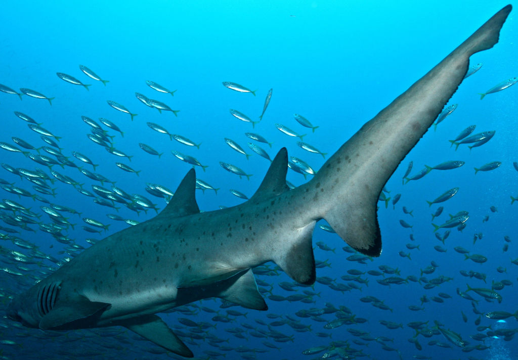 b66b9782-3c42-4348-b451-a3104ef205cd