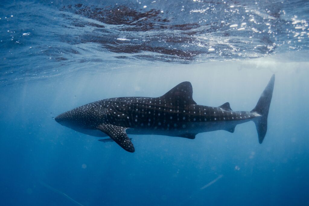 ebe49154-d88a-4bd3-88d1-e5b1e850fe58