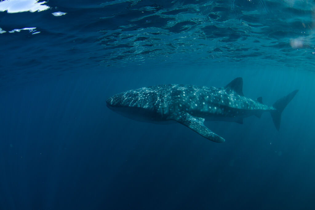 6508f6a5-ce55-4a7b-ac13-c0299c4e1d7c