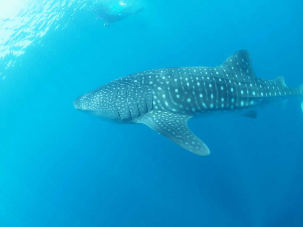 6e8999d6-9c7d-456a-b0eb-d6fa578b858a