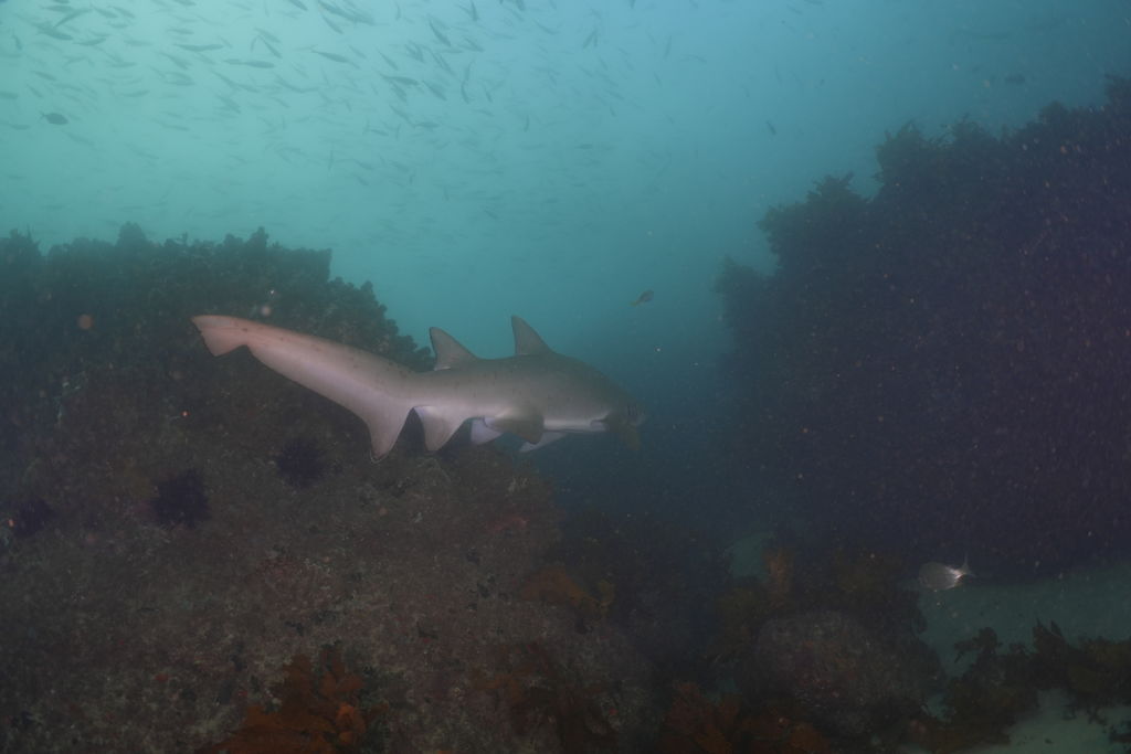 ccd089c5-a274-4218-9d03-74c950f99782