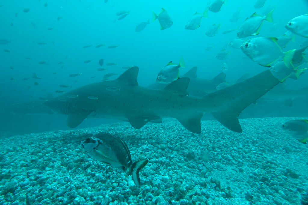 a2378b38-b1fe-43ea-aeb6-8f956e283446