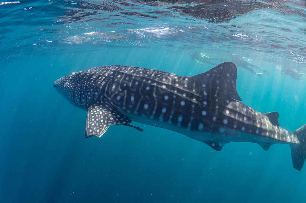 265ff0f8-9653-40d7-b74e-59430aa7b484