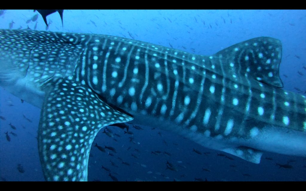 bc4e0d18-e48b-401b-a8b6-0b6281f680ff