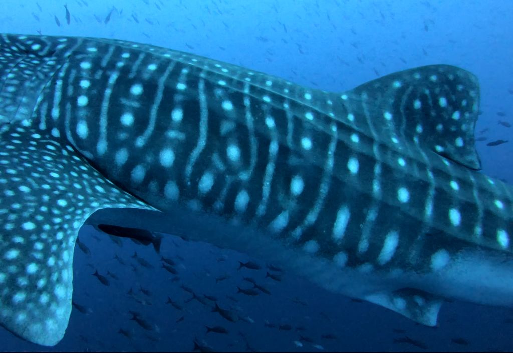 bc4e0d18-e48b-401b-a8b6-0b6281f680ff