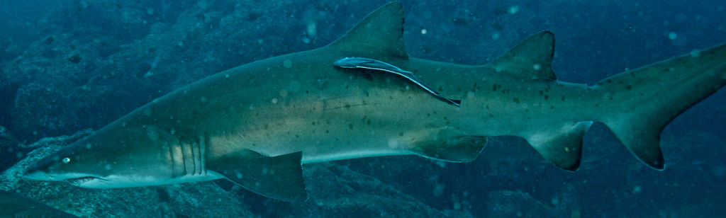 9a2c0315-6a4d-4915-8791-2081f10abe76