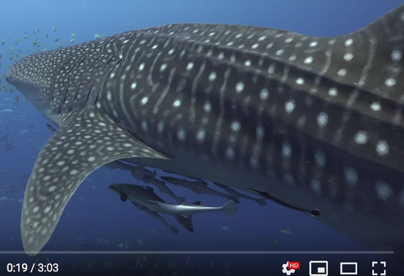 03df6915-7068-45b7-8752-9bcfea084c28