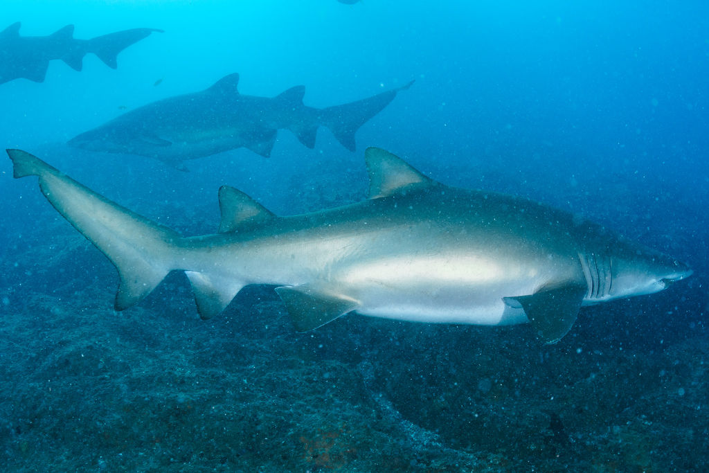 5c528607-0bf9-4f97-890f-a633a76efcfa