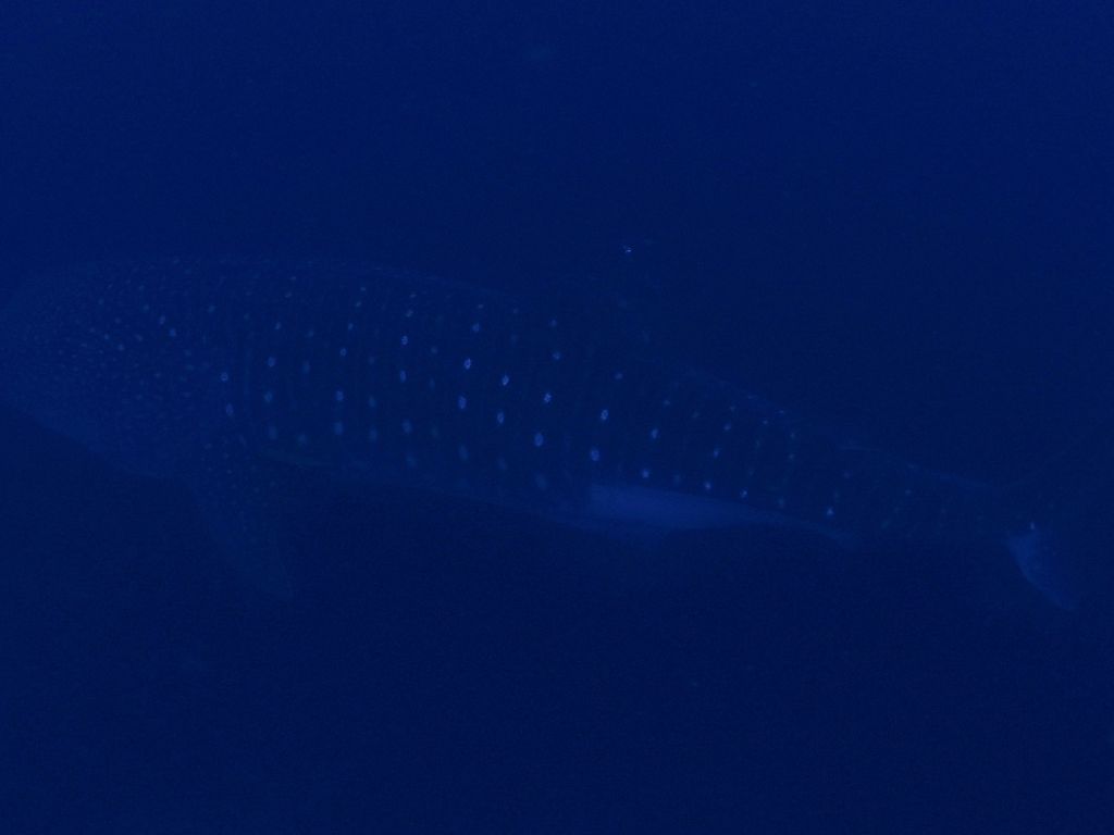 045005e9-bc79-4582-88c8-22efd8aa44fe