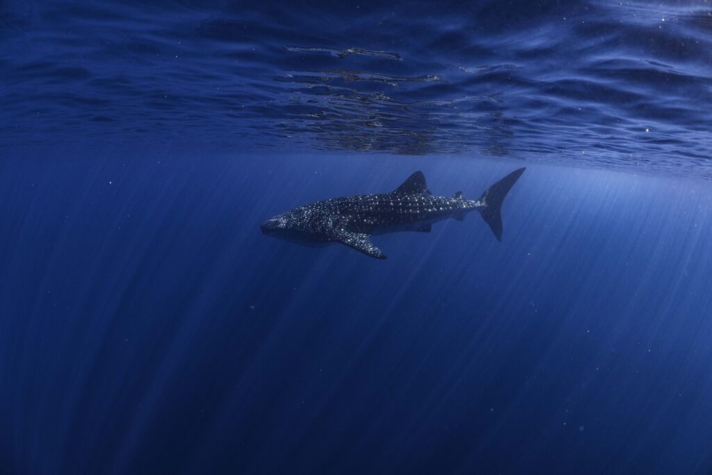 d6545596-3cef-4e1b-9554-22a3d88fdf3a