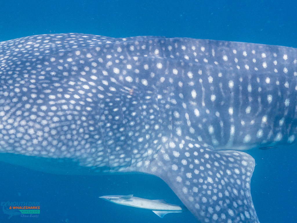 13650912-9b34-45c7-8af3-96ec143c0399