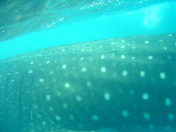 18624435-56b6-4fda-a010-355c756e322b