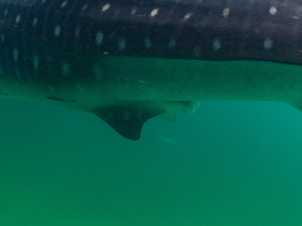 c03e4266-87f6-4d0d-8ddc-777a43d22ded