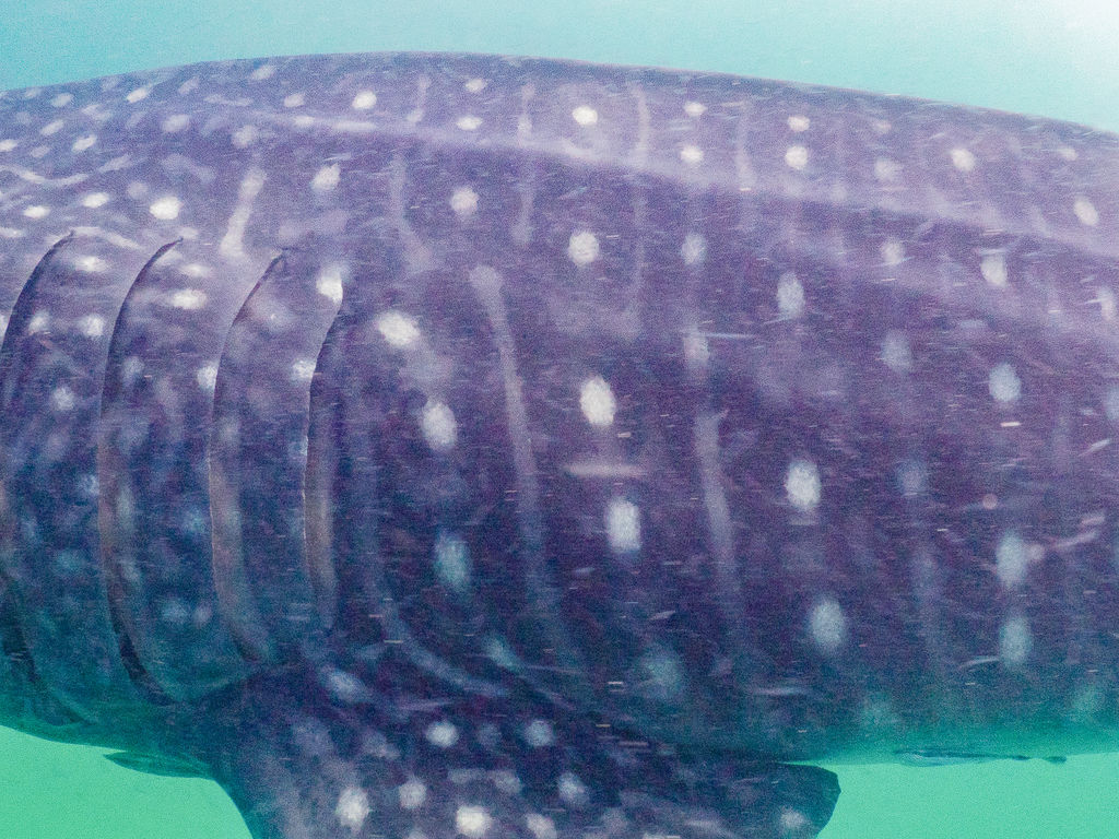 c03e4266-87f6-4d0d-8ddc-777a43d22ded